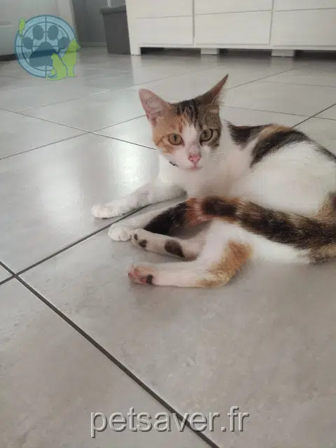 chatte lost   13180 Gignac-la-Nerthe Nina