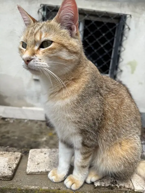 chatte lost   13650 Meyrargues Nina