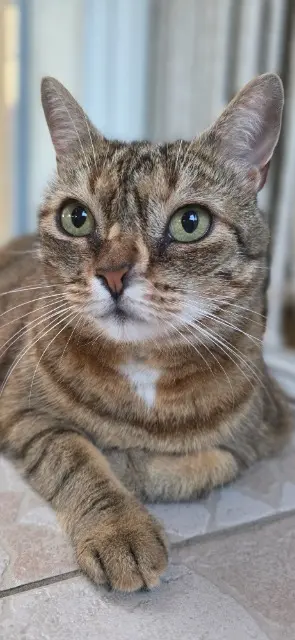 chatte lost   13340 Rognac Ninette