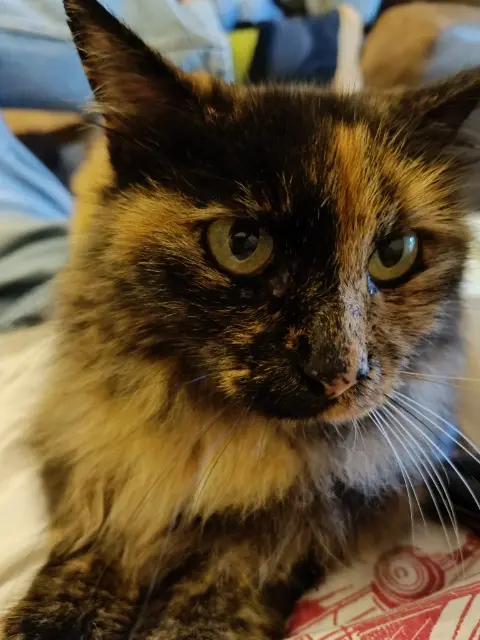 chatte lost   13820 Ensuès-la-Redonne Ninou