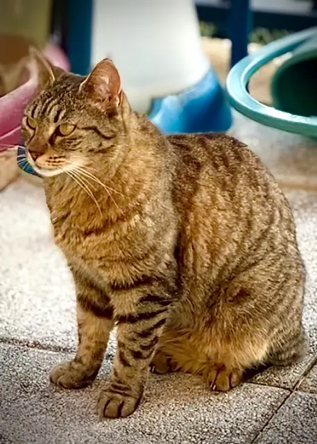 gatta persa 13190 Allauch Noisette gatta lost 13190 Allauch Noisette