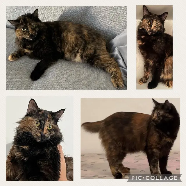 chatte lost   13110 Port-de-Bouc Noisette
