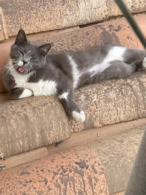 chatte lost   13830 Roquefort-la-Bédoule nuage