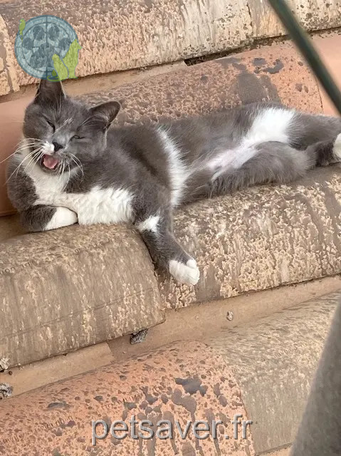 cat lost 13830 Roquefort-la-Bédoule Nuage cat lost 13830 Roquefort-la-Bédoule Nuage