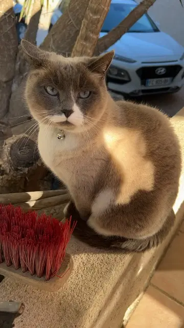 chatte lost   13220 Châteauneuf-les-Martigues Néla