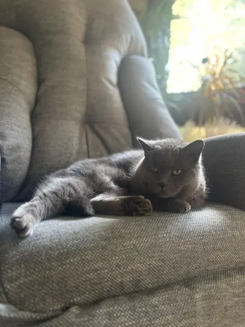 chatte lost   13300 Salon-de-Provence OCEANE