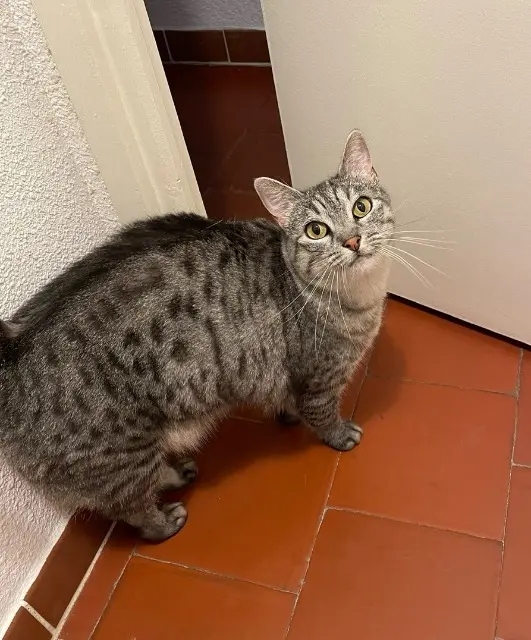 chatte lost   13460 Saintes-Maries-de-la-Mer Ohana