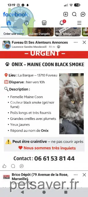 chatte lost   13710 Fuveau Onyx