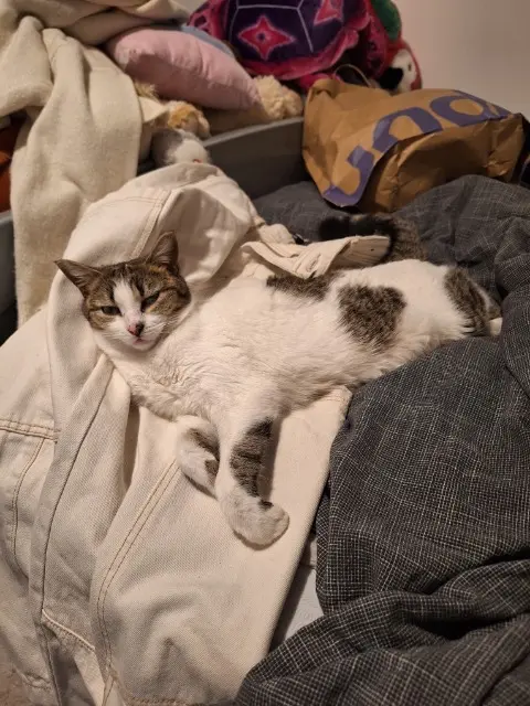 chatte lost   13580 La Fare-les-Oliviers Paf
