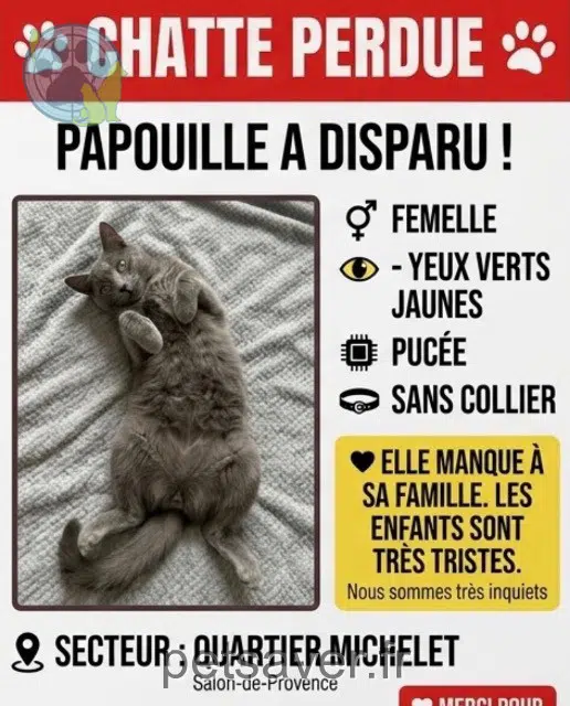 chatte lost   13300 Salon-de-Provence Papouille