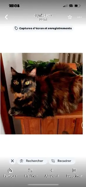 chatte lost    Istres Peanuts