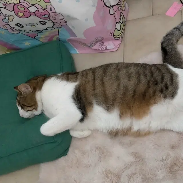 chatte lost   13530 Trets Perle