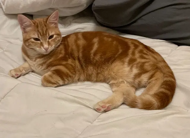chatte lost    Istres Poppy