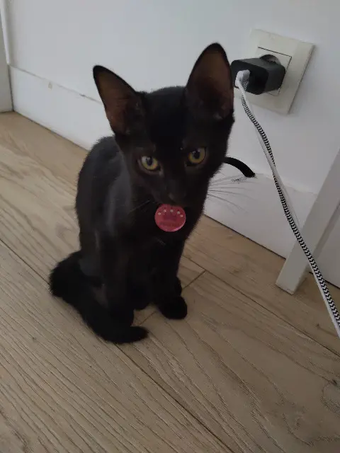 chatte lost   13109 Simiane-Collongue Princesse