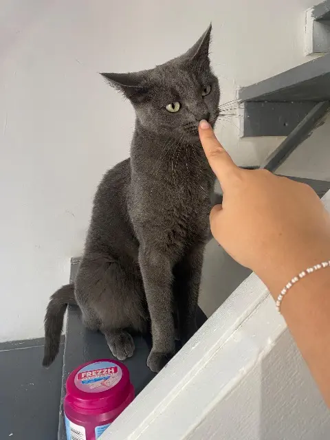 chatte lost   13730 Saint-Victoret Psychì
