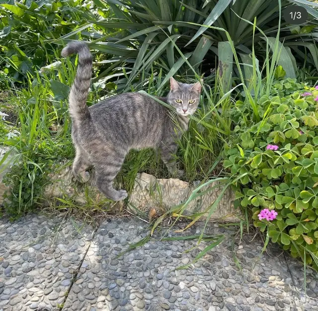 chatte lost   13360 Roquevaire Rosie