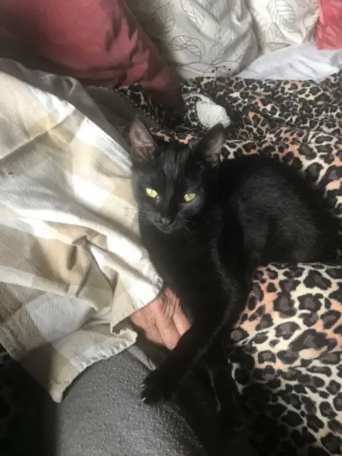 chatte lost   13510 Éguilles Sakou