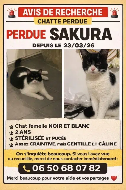 chatte lost   13480 Cabriès Sakura