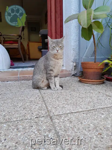 Katze lost   13600 La Ciotat Samadhi