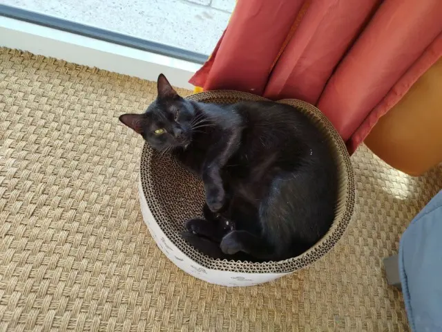 chatte lost   13940 Mollégès Samba