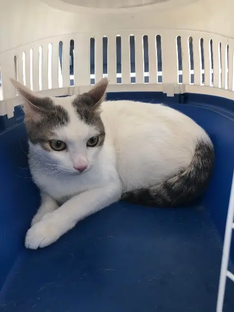 chatte lost    Istres Sharona