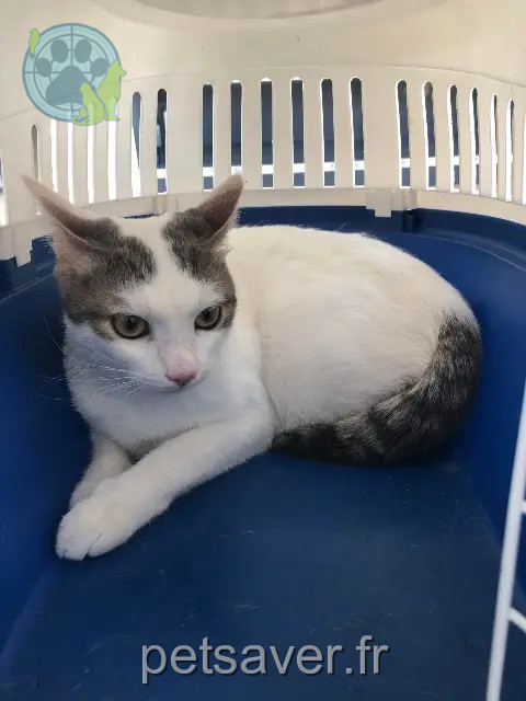kat vermist Istres Sharona kat lost Istres Sharona