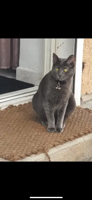 chatte lost   13830 Roquefort-la-Bédoule Silver