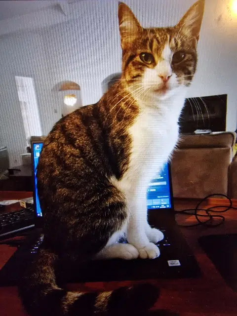 chatte lost   13870 Rognonas Skwalalae