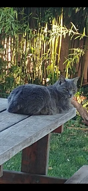 Katze vermisst 13600 La Ciotat Souris Katze lost 13600 La Ciotat Souris