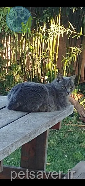 cat lost 13600 La Ciotat Souris cat lost 13600 La Ciotat Souris