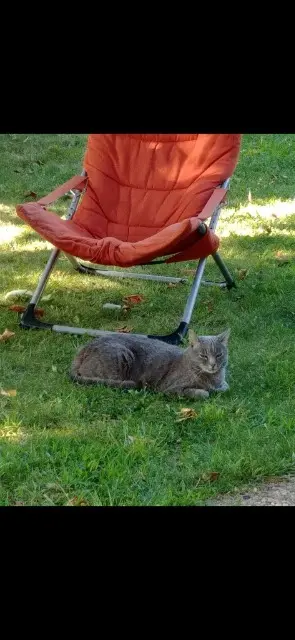 chatte lost   13600 La Ciotat Souris