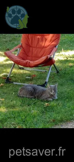 Katze vermisst 13600 La Ciotat Souris Katze lost 13600 La Ciotat Souris