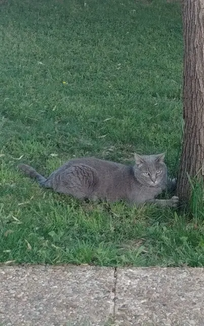 chatte lost   13600 La Ciotat Souris