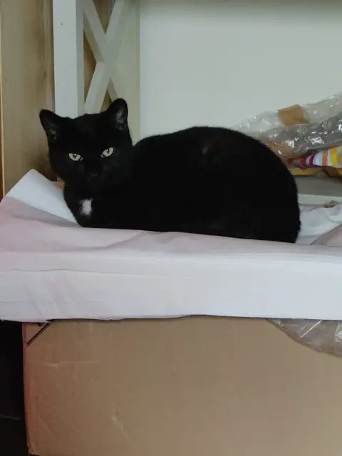 chatte lost   13680 Lançon-Provence SVELTA