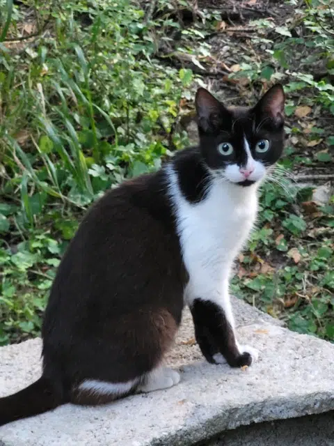 chatte lost   13490 Jouques Tami