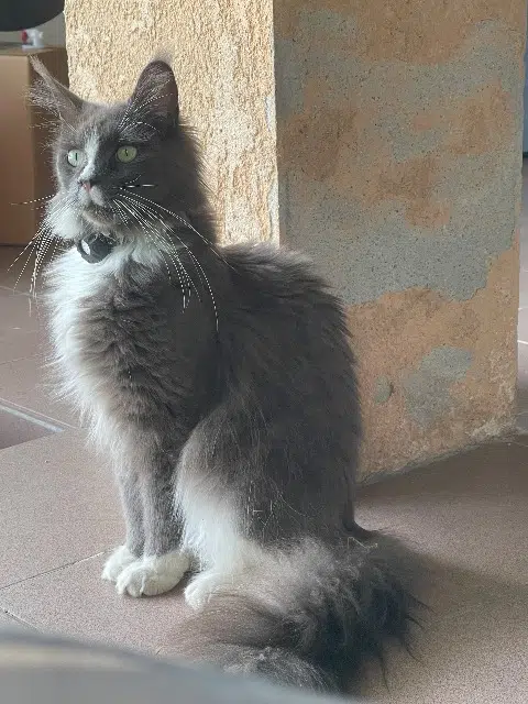 chatte lost   13720 La Bouilladisse Thémis