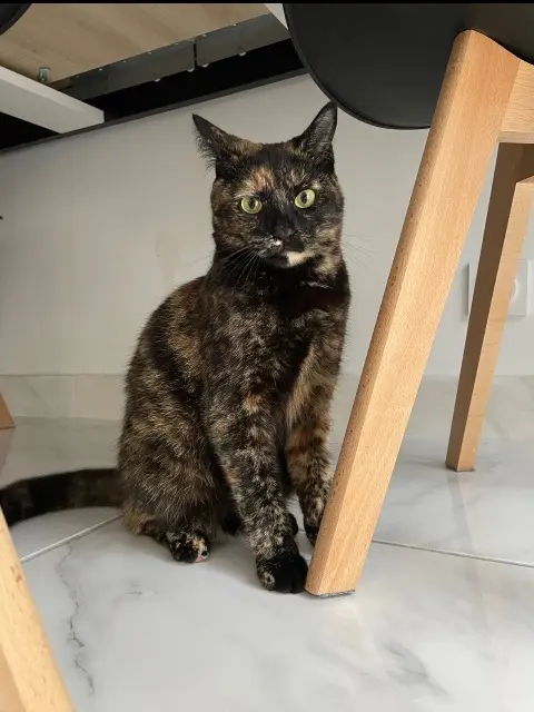 chatte lost   13340 Rognac Ticha