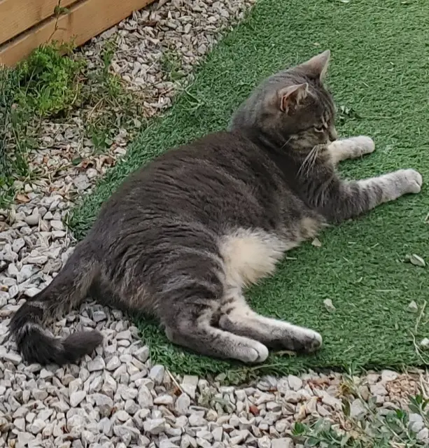 chatte lost   13330 Pélissanne Tigresse