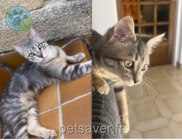 Katze vermisst 13530 Trets Tokyo Katze lost 13530 Trets Tokyo