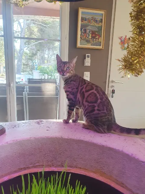 chatte lost    Martigues Ulla