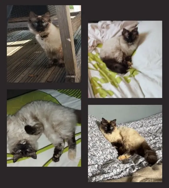 chatte lost   13840 Rognes Umy