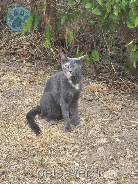 chatte perdue 13680 Lançon-Provence Vaina chatte lost 13680 Lançon-Provence Vaina