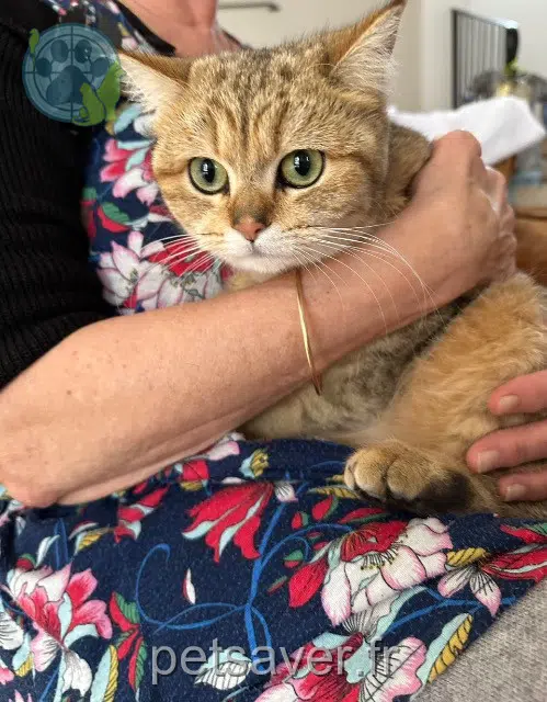 chatte lost   13710 Fuveau Vanille