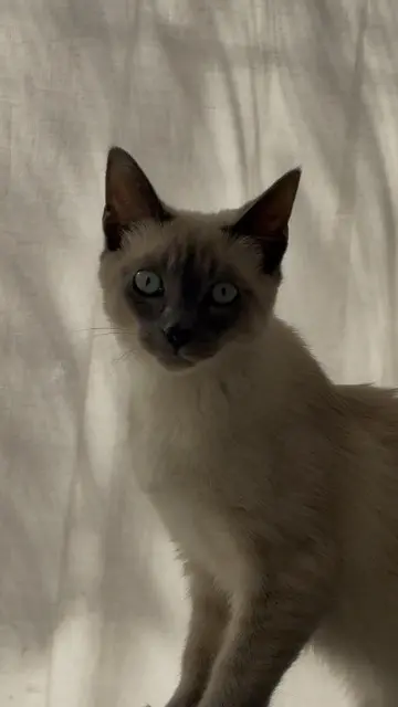 chatte lost   13220 Châteauneuf-les-Martigues Vaïna