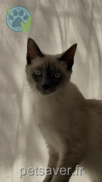 Katze vermisst 13220 Châteauneuf-les-Martigues Vaïna Katze lost 13220 Châteauneuf-les-Martigues Vaïna