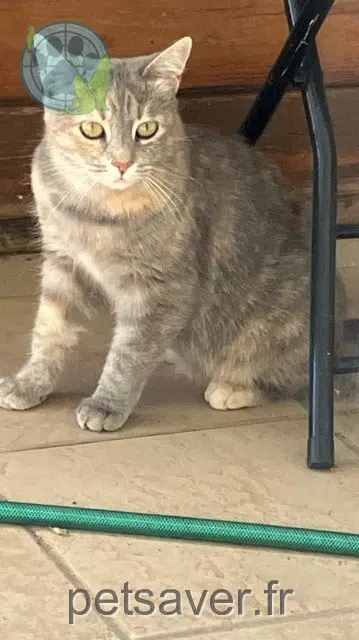 chatte lost 13800 Istres Venus