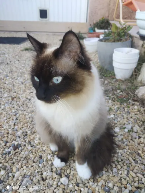 chatte lost   13680 Lançon-Provence Wendy
