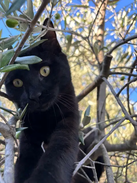 chatte lost   13370 Mallemort Willie