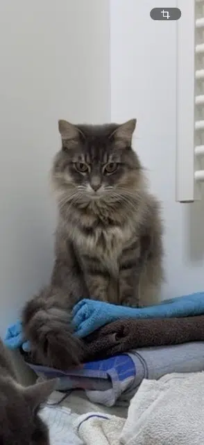 chatte lost   13127 Vitrolles Xena