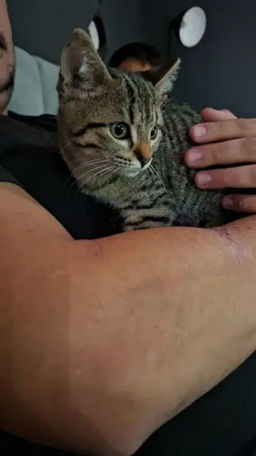 chatte lost   13480 Cabriès Yara